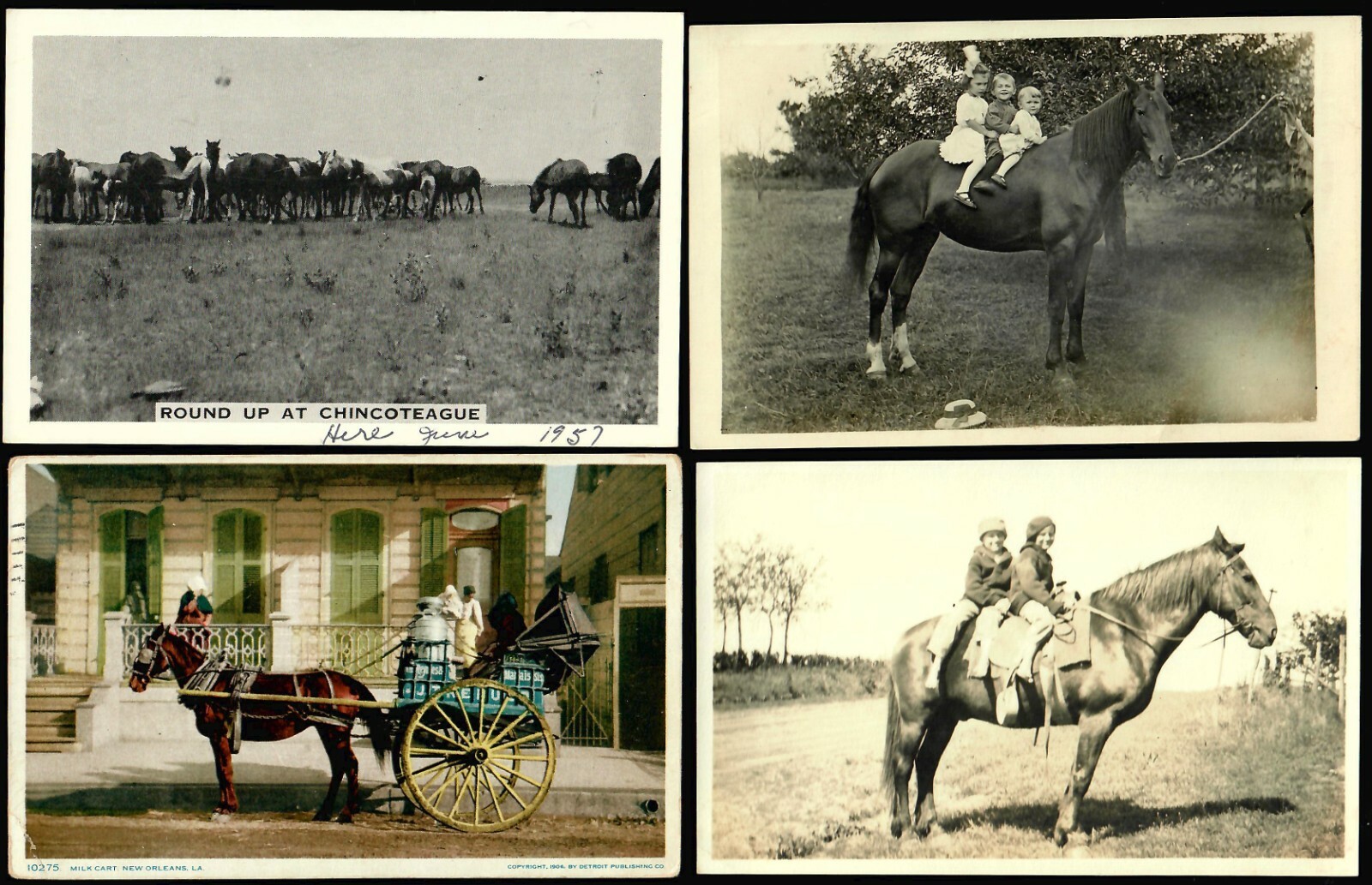 US Postcards. 1900-1915 Vintage, HORSES (71) Grade 2/3 Posted/Unposted. - Image 6
